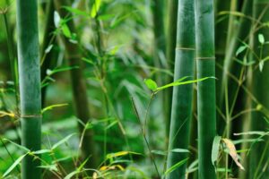 Bamboo trees in garden